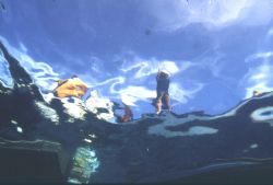 Fish eye view; Palau; Eastern Caroline Islands; Housed Ni... by Rick Tegeler 